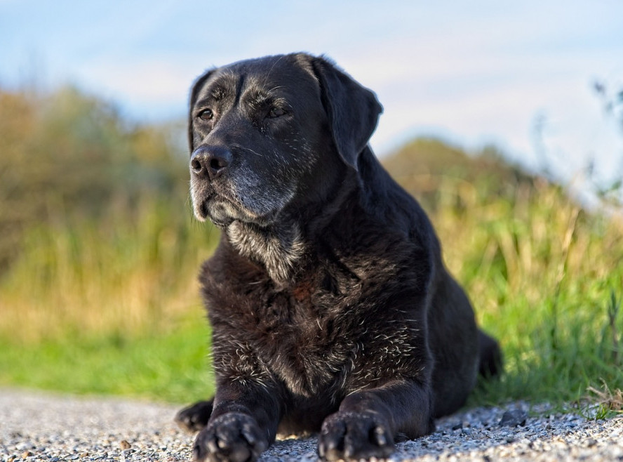Are Joint Supplements Beneficial for Senior Dogs with Arthritis?